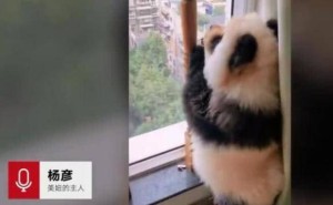 四川街头惊现“遛熊猫”？真相是美术教授的神操作！