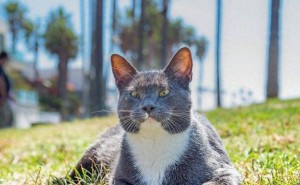 蹲下时，猫咪为何爱围着你转圈？揭秘猫咪的亲近之谜