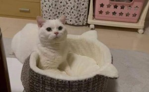 想养黑猫却收白猫，朋友：这是得白化病的黑猫？！