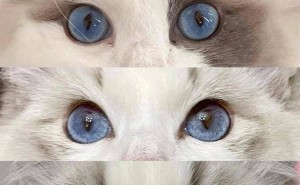 布偶猫眼睛的秘密：蓝色系下的多样魅力，你家喵星人属于哪一种？