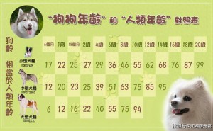 狗狗年龄新算法：小型犬1岁=人类22岁，你家汪星人到底几岁了？