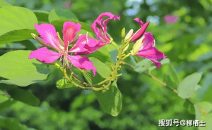红皇后效应启示：我们是否需要童话眼光审视生活？