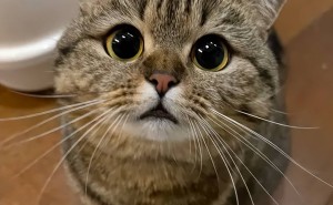 猫咪的“迷惑行为”，竟藏着满满爱意？你读懂了吗！