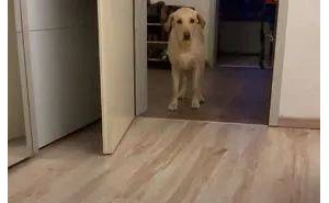 狗狗走路竟离不开袜子？背后原因让人心疼……