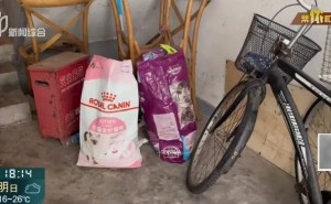 上海爱猫阿姨让房给猫住，楼道异味扰民，爱心与邻里矛盾如何调和？