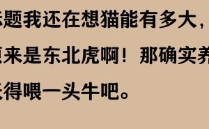大型猫VS大型犬，网友分享养猫趣事，看完你还想养大型犬吗？