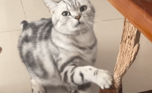 调皮猫咪专注“雕刻”茶几腿，主人无奈笑称：家中出了个“艺术家”？