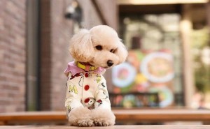 四季贵宾犬健康守护指南：常见问题与预防妙招