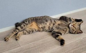 虎斑猫米米家中上演“轻功”大戏，主人上司：这猫，我养不起！