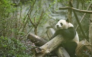 讲好中国四川故事，2025四川精品文学工程20万扶持征稿启航！