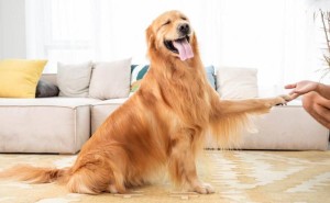 狗狗关节炎全攻略：守护爱宠活力，健康每一天