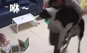 家里的“毛孩子”也想要飞！主人公平对待，狗狗不再羡慕