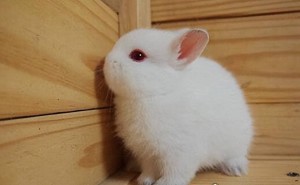 萌宠养成记：新手必备！如何科学饲养可爱的侏儒兔