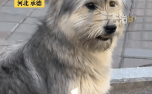被遗弃的忠犬原地守候，见出租车就追，只为等待那不再归来的主人