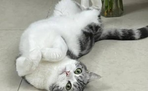 猫咪的“隐藏礼仪”大揭秘！这些爱的信号，你接收到了吗？