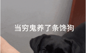 拉布拉多：干饭界的扛把子，还有它不爱的食物吗？