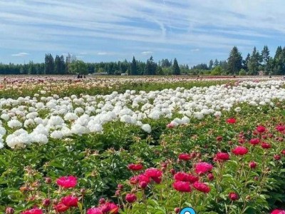 五一菏泽行，芍药田、黄河湿地、忠义楼……你的快乐副本已上线！