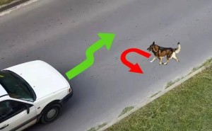 马路“猫祸”为何多于狗？多因素揭秘猫咪更易成“轮下魂”