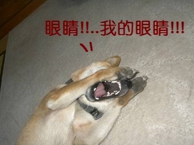 魔兽“氪金狗眼”竟源自玩家杜撰，你的青春回忆里也有它吗？