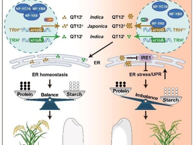 我国科学家发现水稻耐高温“秘密武器”QT12基因
