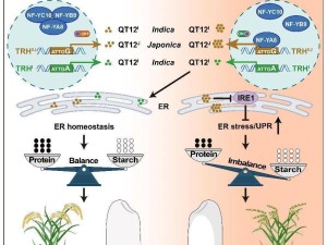 我国科学家发现水稻耐高温“秘密武器”QT12基因