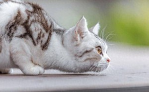 猫咪的这些小举动，可能是它在向你“求救”哦！
