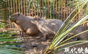 扬州动物园卡皮巴拉“越狱”记：三只小家伙，何时能全数归笼？