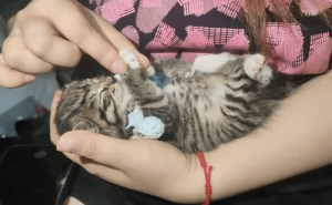 小猫被“立正”测试装睡？网友：这演技，奥斯卡欠它一座小金猫！