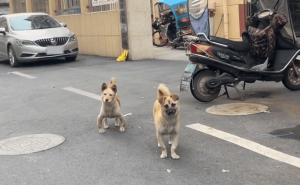 小区遛弯遇“搞笑双星”，“内八外八”狗狗萌翻路人！