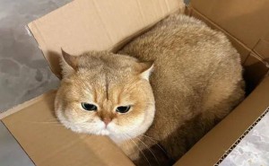 猫咪的“迷惑”行为大揭秘：原来这些都不是在故意气你！