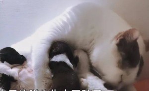 母爱无界！猫妈妈竟主动喂养失去妈妈的狗崽，温馨画面惹人爱