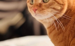 自动猫厕所奇遇记：布丁的探索与离奇事件