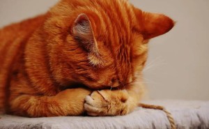 揭秘！猫咪为何总在主人回家后磨爪子？