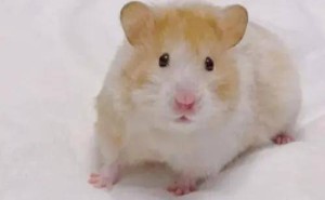 小众宠物大盘点！除了猫猫狗狗，这些萌宠你知道吗？