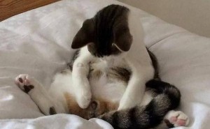 猫咪发情知多少？一文读懂公猫母猫发情信号与关爱秘籍