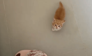 小奶猫急不可耐，自己爬进主人怀里求喂奶，网友直呼：太聪明了！