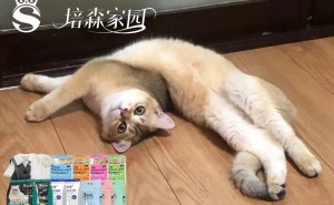 猫咪的柔软秘密：骨骼、肌肉、关节如何共同打造“软萌弹簧”