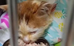 重庆火锅“奇遇”猫咪离世，店方曾承诺康复后任“保安”