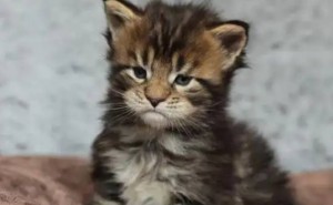 你家猫咪的睡姿，是幸福的炫耀还是缺爱的暗示？
