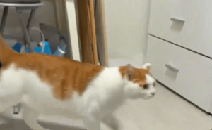 猫咪记仇现场：吐槽掉毛后被“偷袭”，女子吓得嗷嗷叫