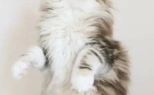 喵星人“暴走”秘籍？揭秘猫咪6大生气暗号，你家主子中招没？