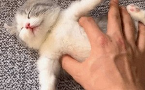猫咪感染寄生虫的8大隐秘信号，你捕捉到了吗？