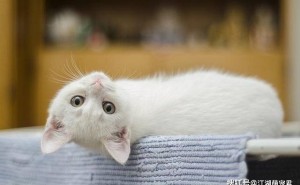 告别“毛球”烦恼！波斯猫掉毛难题全攻略