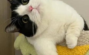 猫咪为何总爱偷舔你头发？揭秘喵星人的深情“告白”