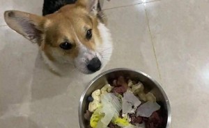 柯基犬喂饭六大法则，你做到了几条？