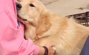 狗狗犯错后的这些道歉小动作，你读懂了吗？