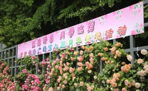 临沂书法广场月季赏花盛启，初夏时节共赏万朵月季争艳