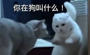 百度AI新技术：能否真的让我们听懂猫狗的“心声”？