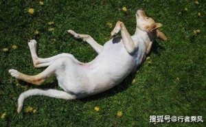 狗狗翻肚皮背后的“悄悄话”，你读懂了吗？