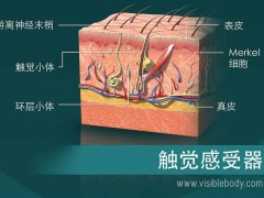 机器人“触感”升级：视触觉传感器引领人机交互新时代